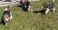 Tricolour Beagle Puppies in Letterkenny