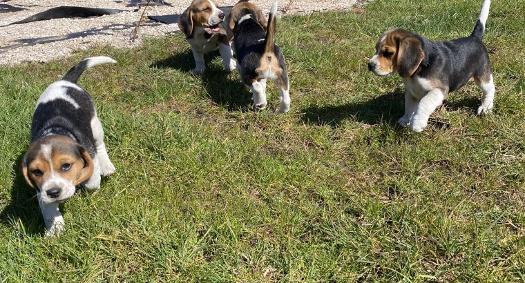 Tricolour Beagle Puppies in Letterkenny