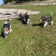 Tricolour Beagle Puppies in Letterkenny
