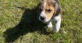 Tricolour Beagle Puppies in Letterkenny