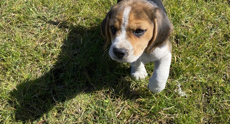 Tricolour Beagle Puppies in Letterkenny