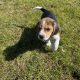 Tricolour Beagle Puppies in Letterkenny