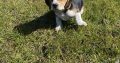 Tricolour Beagle Puppies in Letterkenny