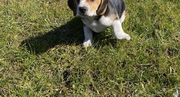 Tricolour Beagle Puppies in Letterkenny