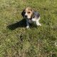 Tricolour Beagle Puppies in Letterkenny