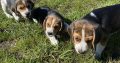 Tricolour Beagle Puppies in Letterkenny