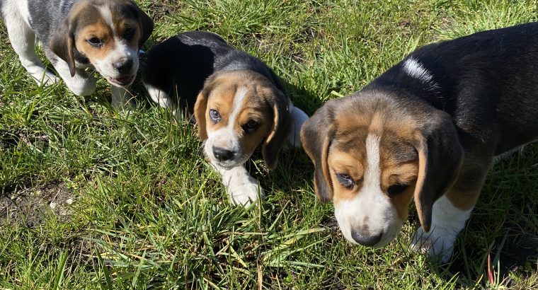 Tricolour Beagle Puppies in Letterkenny