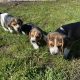 Tricolour Beagle Puppies in Letterkenny