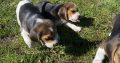 Tricolour Beagle Puppies in Letterkenny