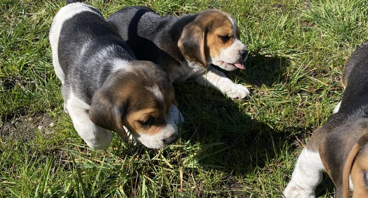 Tricolour Beagle Puppies in Letterkenny