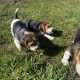 Tricolour Beagle Puppies in Letterkenny