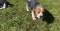 Tricolour Beagle Puppies in Letterkenny