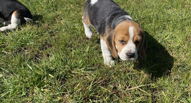 Tricolour Beagle Puppies in Letterkenny
