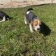 Tricolour Beagle Puppies in Letterkenny