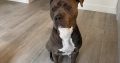 Blue American Pitbull Terrior