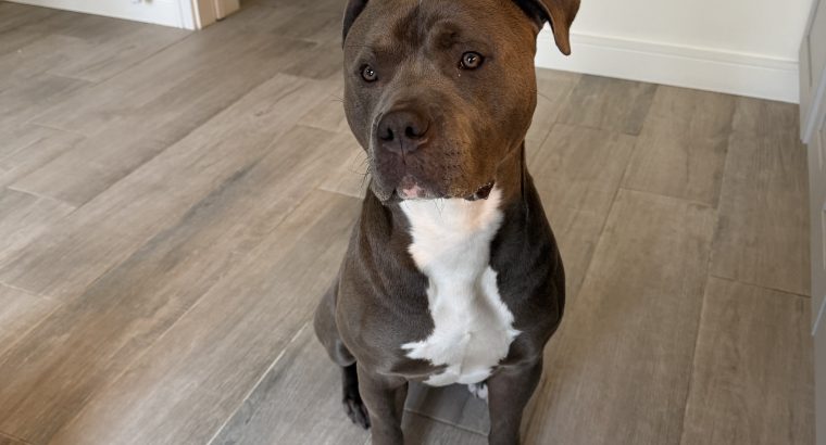 Blue American Pitbull Terrior