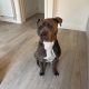 Blue American Pitbull Terrior