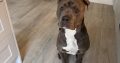 Blue American Pitbull Terrior