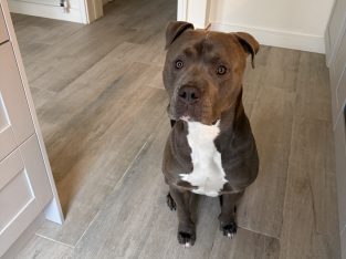 Blue American Pitbull Terrior
