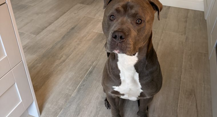 Blue American Pitbull Terrior