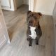 Blue American Pitbull Terrior