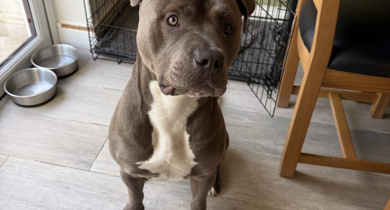 Blue American Pitbull Terrier