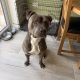 Blue American Pitbull Terrier