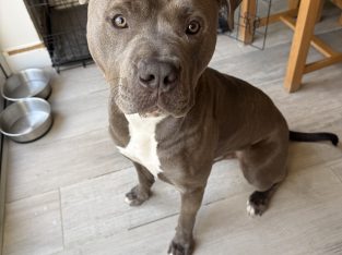 Blue American Pitbull Terrier