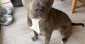 Blue American Pitbull Terrior