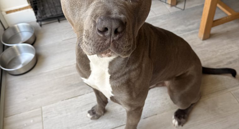 Blue American Pitbull Terrior