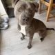 Blue American Pitbull Terrior
