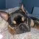 French bulldog