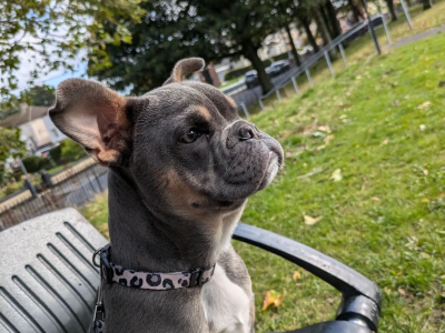 French bulldog