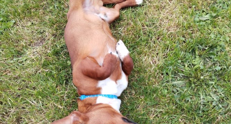 Jack Russell Puppies in Tipperary – Meet Milo