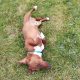 Jack Russell Puppies in Tipperary – Meet Milo