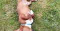 Playful Jack Russell in Tipperary