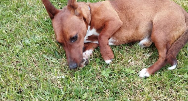 Jack Russell Puppies in Tipperary – Meet Milo