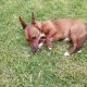 Jack Russell Puppies in Tipperary – Meet Milo