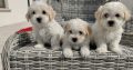 Maltichon Puppies for Sale in Killarney