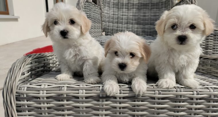 Maltichon Puppies for Sale in Killarney