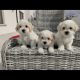 Maltichon Puppies for Sale in Killarney