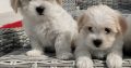 Maltichon Puppies for Sale in Killarney