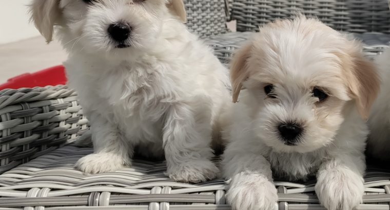 Maltichon Puppies for Sale in Killarney