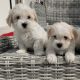 Maltichon Puppies for Sale in Killarney