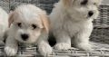 Maltichon Puppies for Sale in Killarney