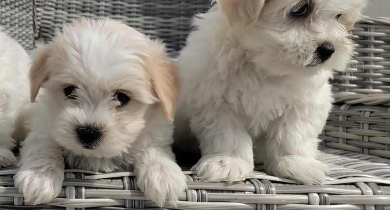 Maltichon Puppies for Sale in Killarney