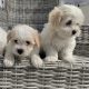 Maltichon Puppies for Sale in Killarney