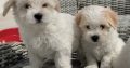 Maltichon Puppies for Sale in Killarney