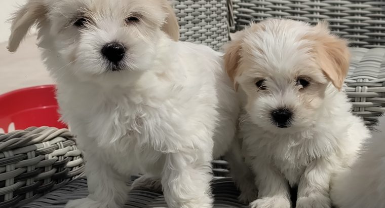 Maltichon Puppies for Sale in Killarney