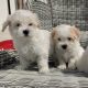 Maltichon Puppies for Sale in Killarney